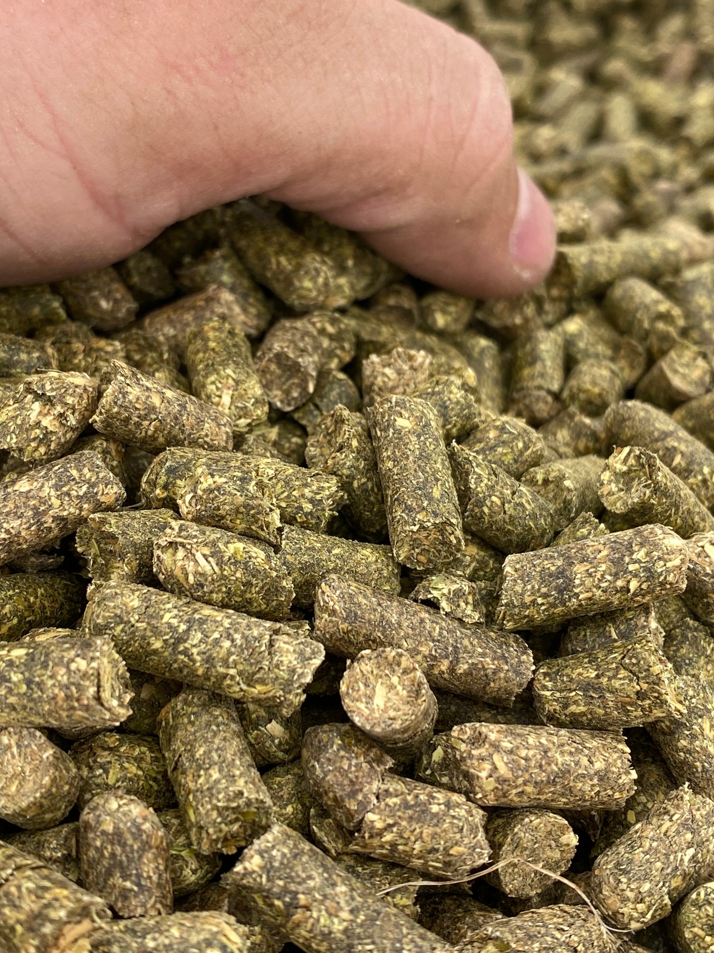 Kentucky Bluegrass Pellet