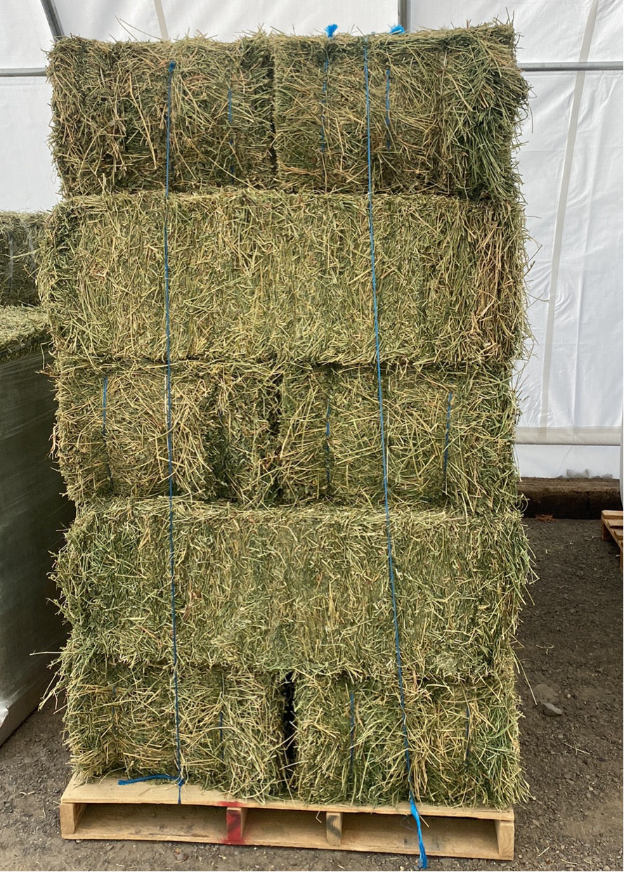 Alfalfa 3 Tie Bale