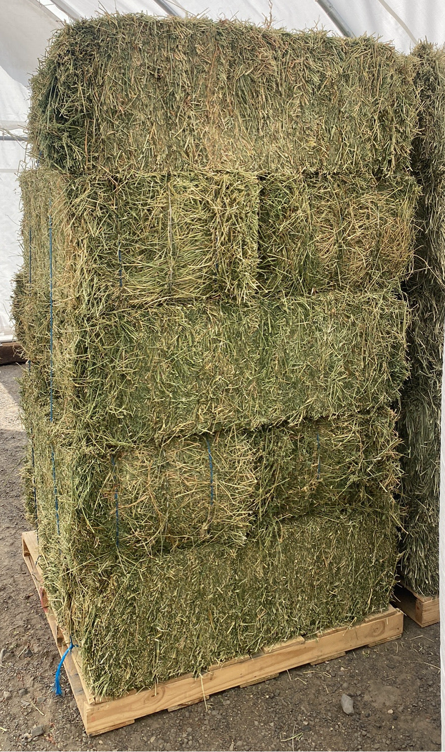 Alfalfa 3 Tie Bale