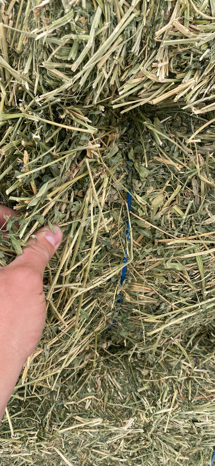 Alfalfa 3 Tie Bale