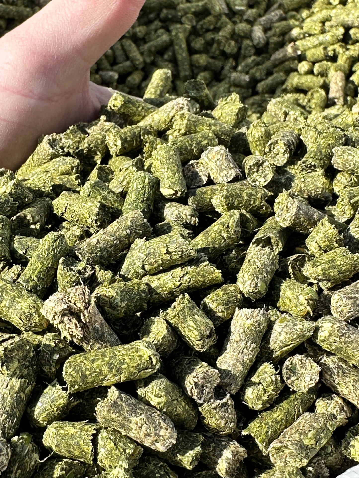Alfalfa Pellets