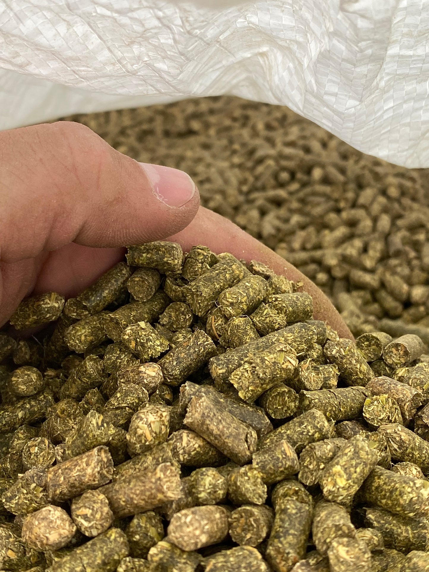 Kentucky Bluegrass Pellet