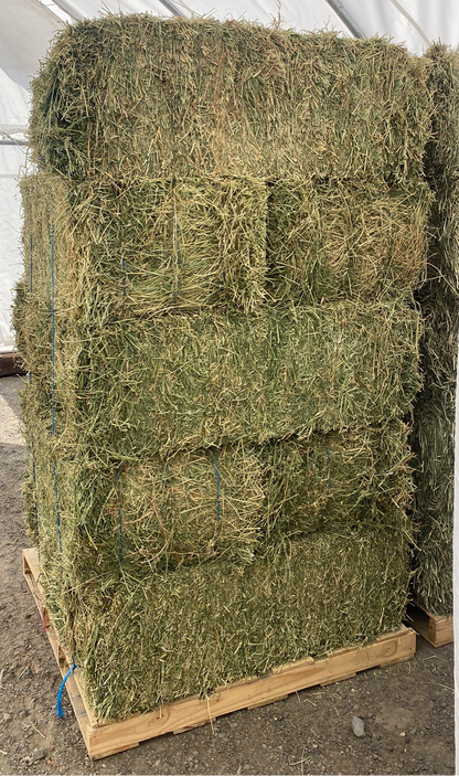 Alfalfa 3 Tie Bale