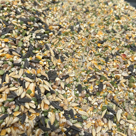 Chick-Magnet (complete layer feed)