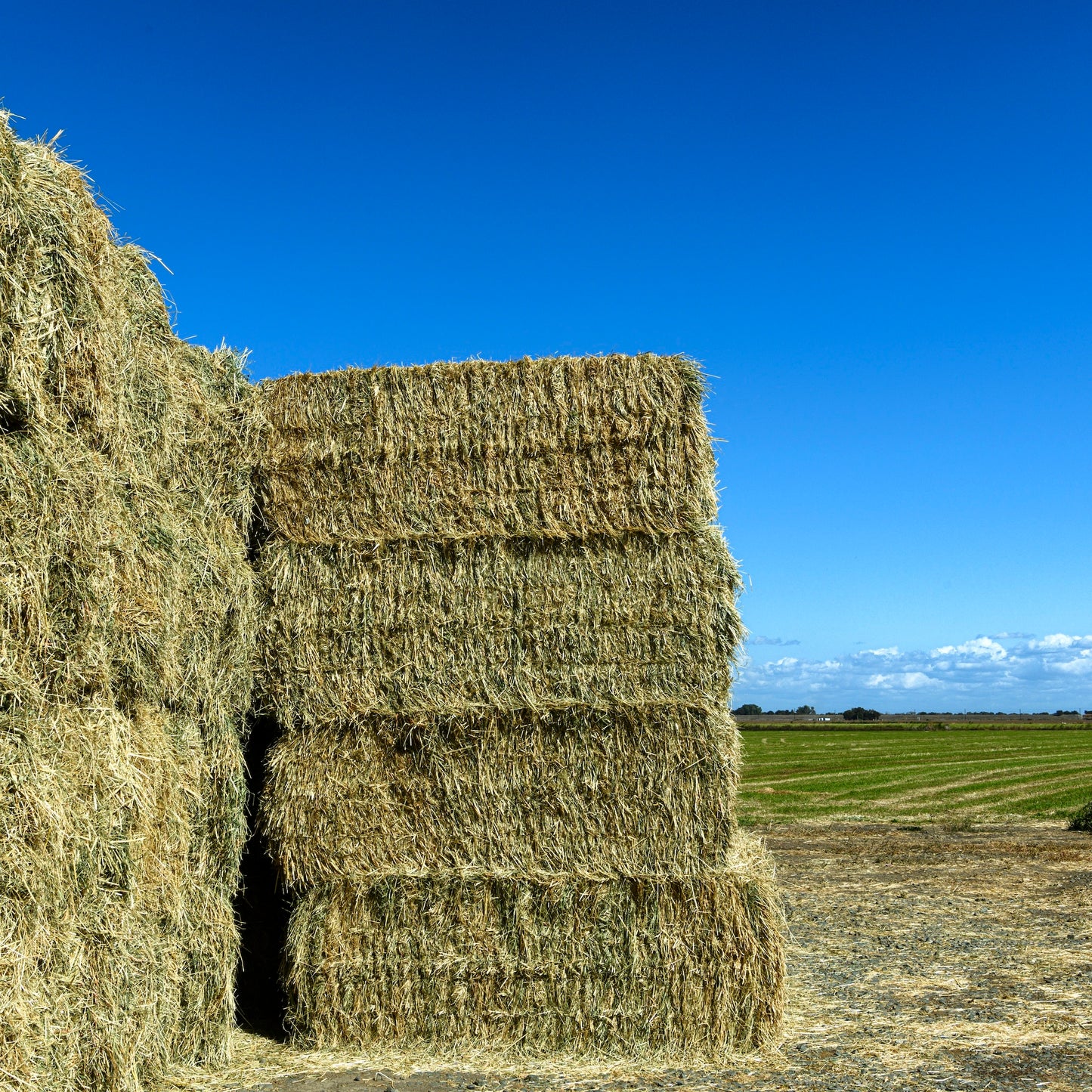 Alfalfa 4'x3' Big Bale