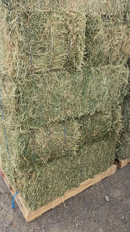 Alfalfa 3 Tie Bale