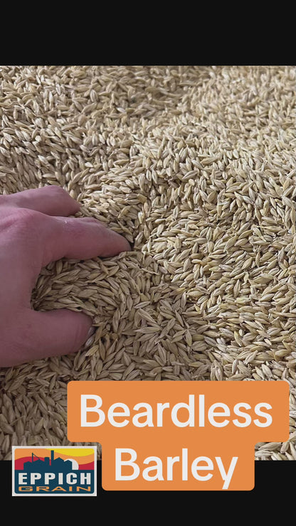 Barley